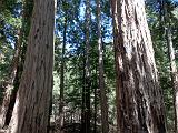 Big Basin Redwood SP 01